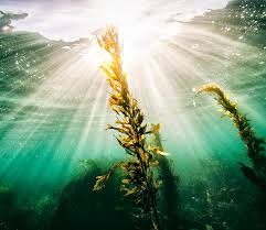 The Miracle of a Natural Seaweed