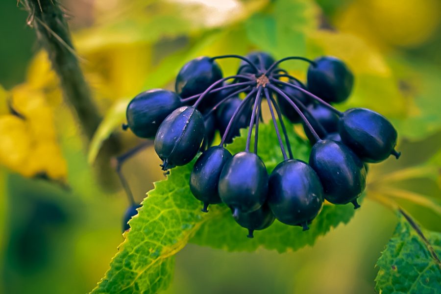 The All-Natural Beauty Benefits of Siberian Ginseng